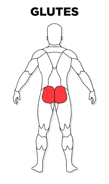 Vektor menschlicher gesäßmuskel, männlicher anatomiemodellvektor, perfekt für die illustration von gesundheitsmedizin im fitnessstudio