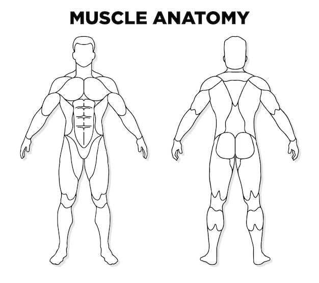 Menschlicher Muskel, männlicher Anatomiemodellvektor, perfekt für die Illustration von Gesundheitsmedizin und Biologie im Fitnessstudio