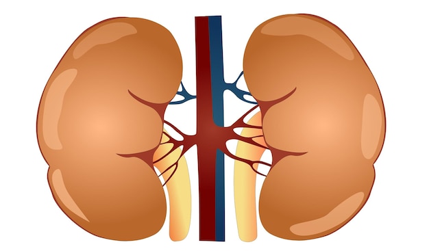 Vektor menschlicher nierenstrukturvektor für den biologieunterricht