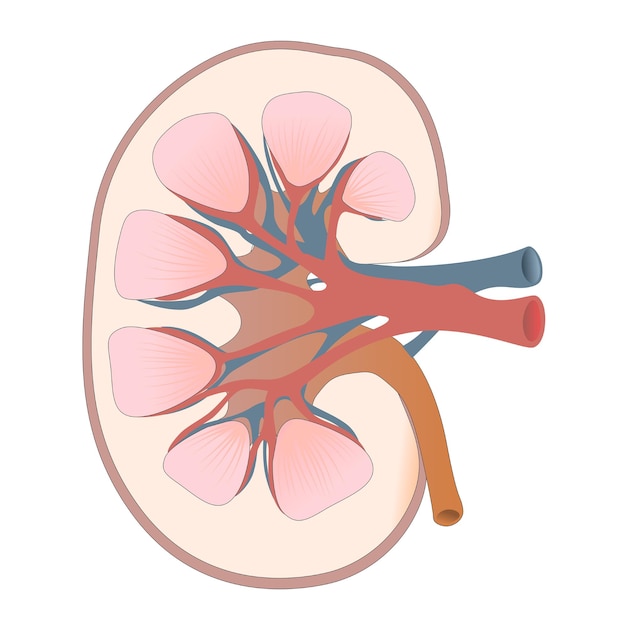 Vektor menschlicher nierenvektor für den biologieunterricht