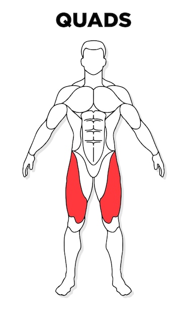 Menschlicher Quadrizeps-Muskel Mnnlicher Anatomie-Modellvektor
