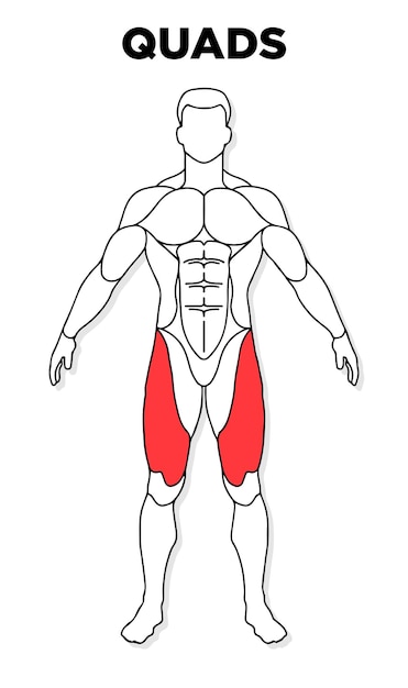 Menschlicher Quadrizeps-Muskel männlicher Anatomie-Modellvektor, perfekt für die Illustration von Gesundheitsmedizin im Fitnessstudio