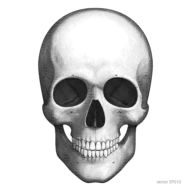 Menschlicher schädel. detaillierte radierung im vintage-stil. gravurkopf eines skeletts