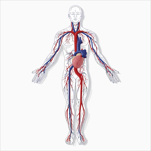 Menschliches kreislaufsystem-vektor