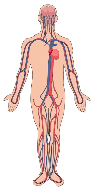 Vektor menschliches kreislaufsystem