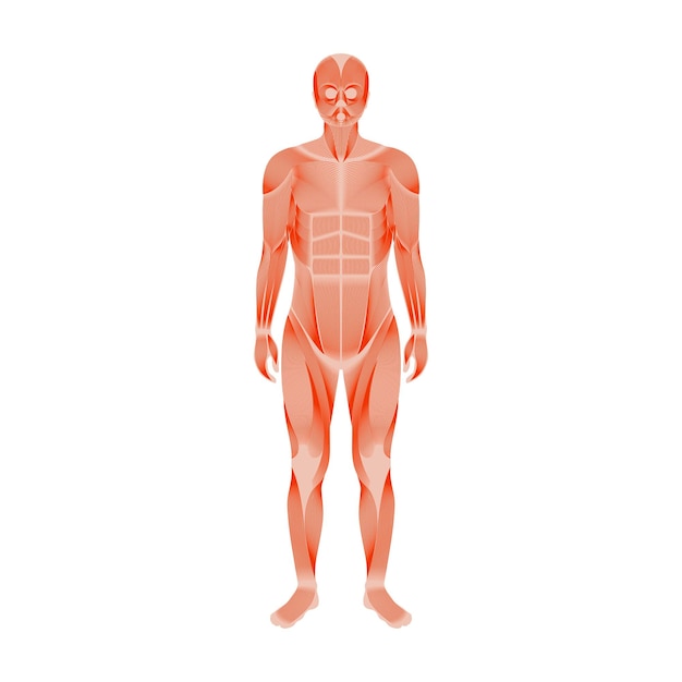 Vektor menschliches muskelsystem