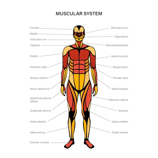Vektor menschliches muskelsystem