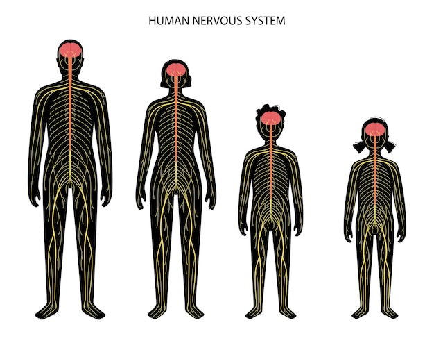 Menschliches nervensystem