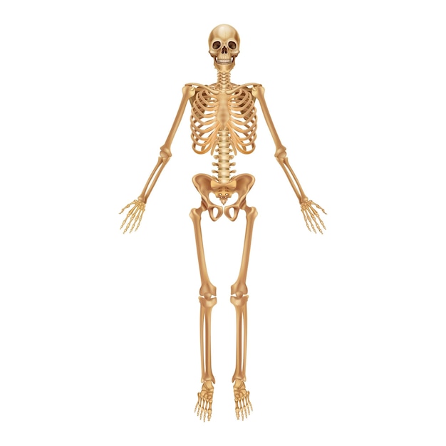 Menschliches Skelett Medizinisches anatomisches 3D-Banner Realistische Knochen von Gliedmaßen oder Schädelstamm mit Wirbelsäule und Rippen Vorderansicht des Skelettsystems Vektor detailliertes wissenschaftliches Bildungsmodell