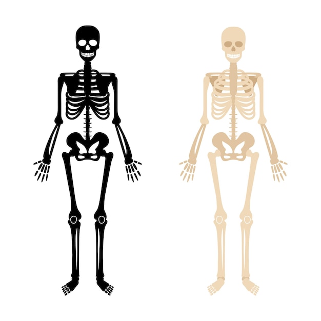 Menschliches Skelett. Schwarze und weiße Knochenanatomie-Skelettillustration