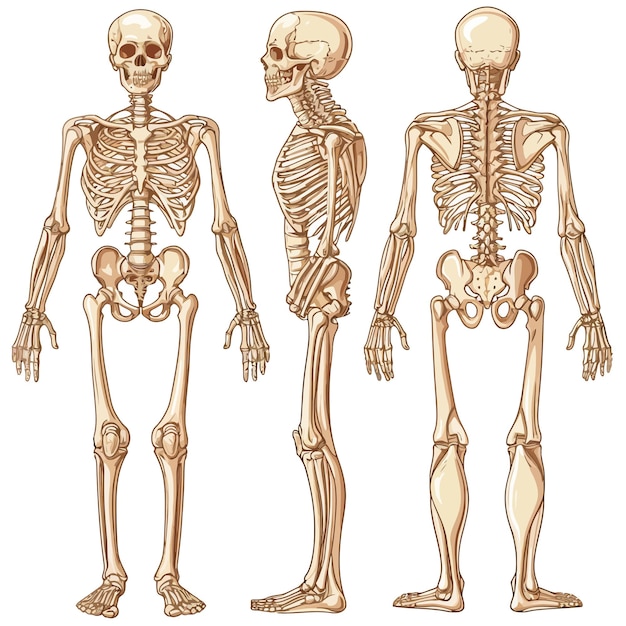 Vektor menschliches skelett