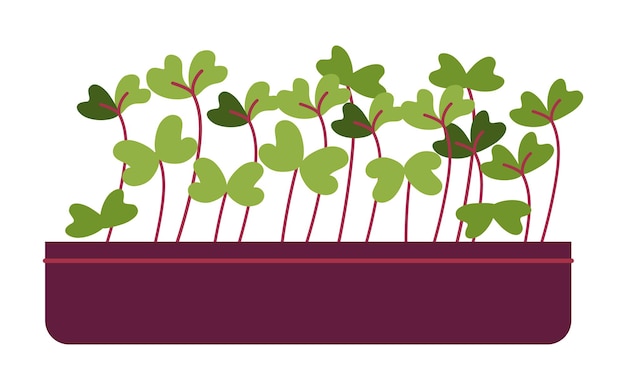 Microgreens rettich und kohlrabi gesunde ernährung handgezeichnete illustration isoliert auf weißem hintergrund