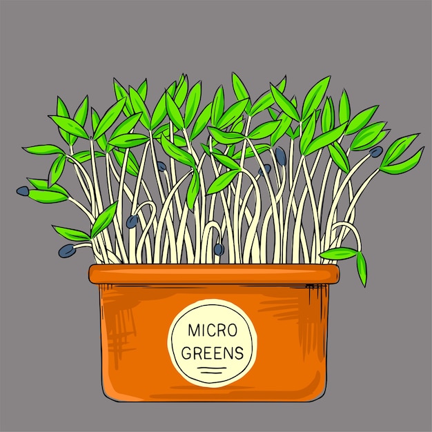 Microgreens wachsen in einem topf. gesundes, biologisches, gesundes essen. samen für den anbau von microgreens