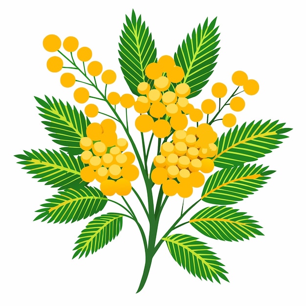 Vektor mimosa floral flower vector illustration