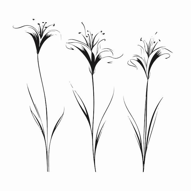 Minimalistische Lilien-Umrissillustration