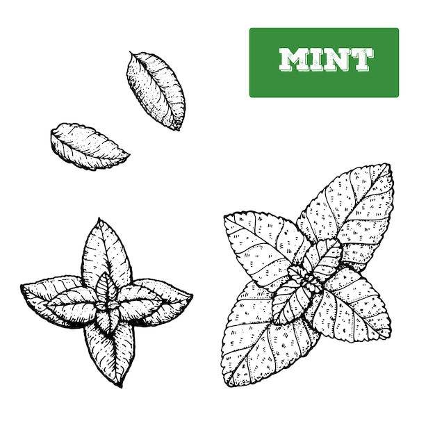 Vektor minze, handgezeichnete vektorillustration. isolierte skizze von minzblättern. gravierte illustration in schwarz und weiß