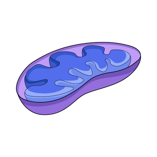 Mitochondrien