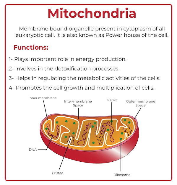 Mitochondrien