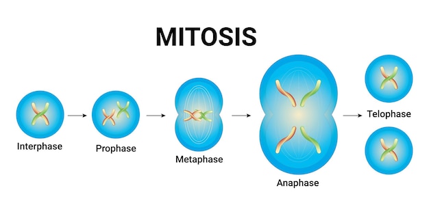 Mitose-vektor-illustration