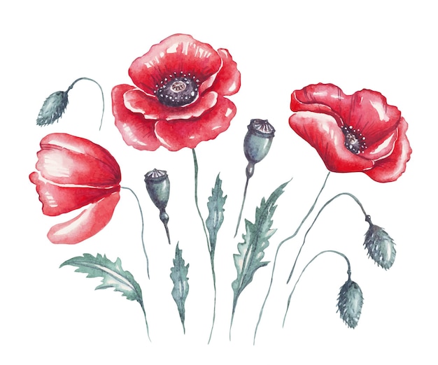 Mohn