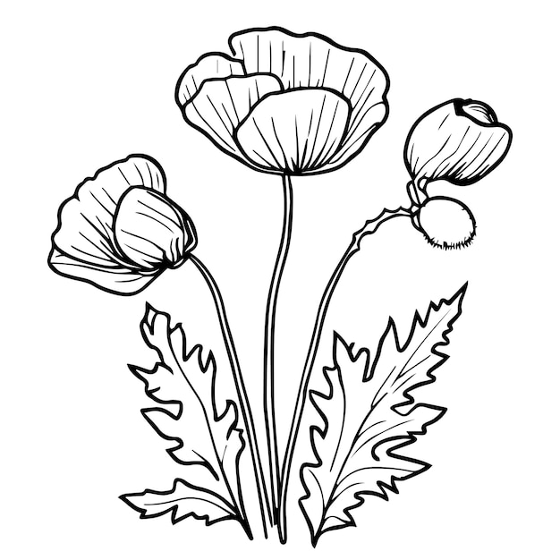 Mohnblumen-wanddekoration, cottage garden flowers wanddekoration, einfache mohn-tattoo-illustration