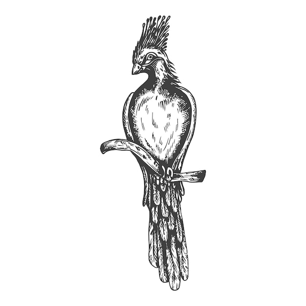 Monal-Gravur Tropische Vogelskizze