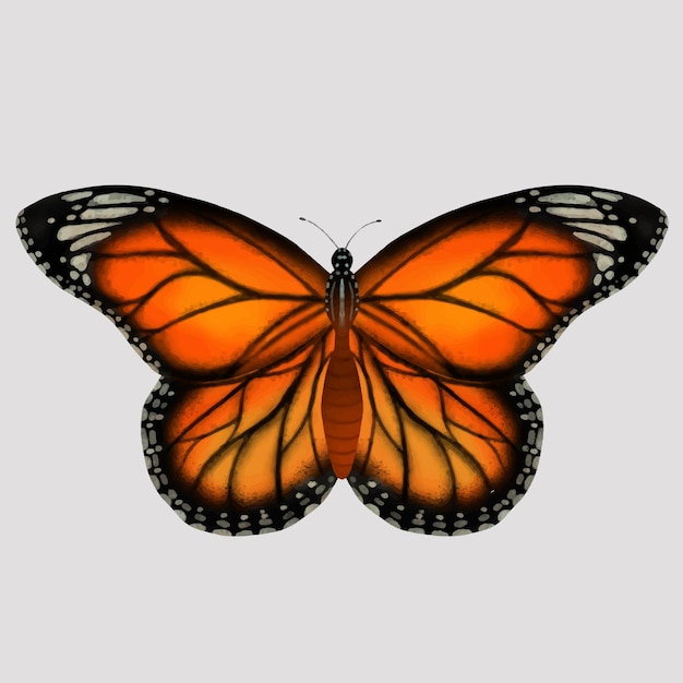Monarchfalter