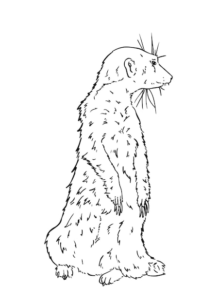 Vektor mongoose räuberisches säugetier steht auf seinen hinterbeinen kritzeln lineares cartoon-malbuch