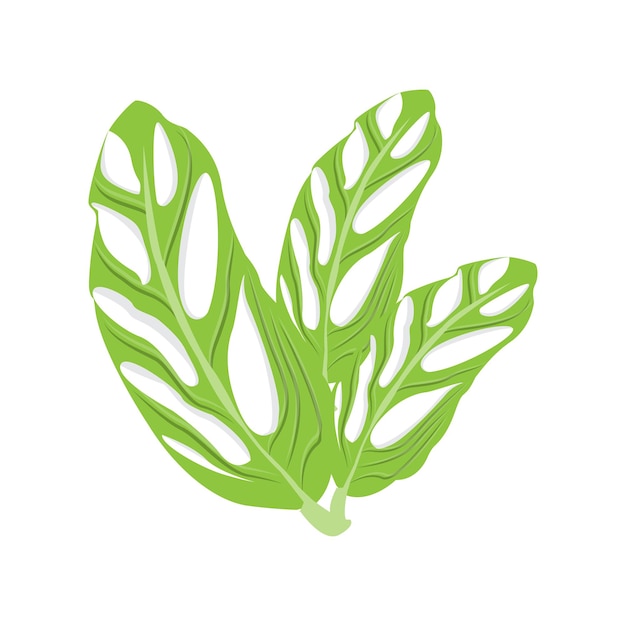 Monstera adansonii Blatt Logo Grüne Pflanze Vektor Baum Vektor Seltene Blatt Illustration