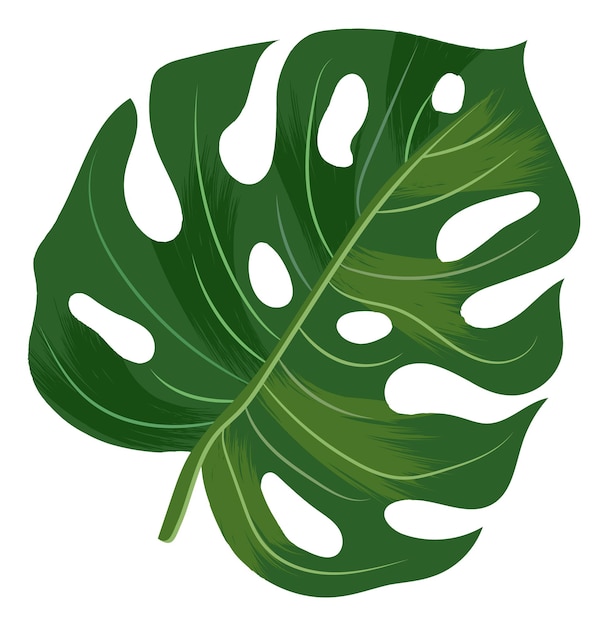 Monstera-Blatt. Grüne tropische Dschungelpflanze lokalisiert auf weißem Hintergrund