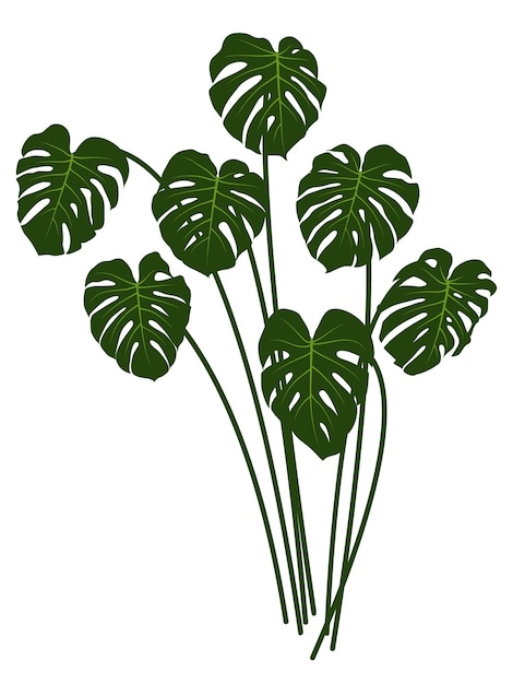 Vektor monstera-buschillustrations-regenwaldpflanzen-dschungel verlässt grafikdesign