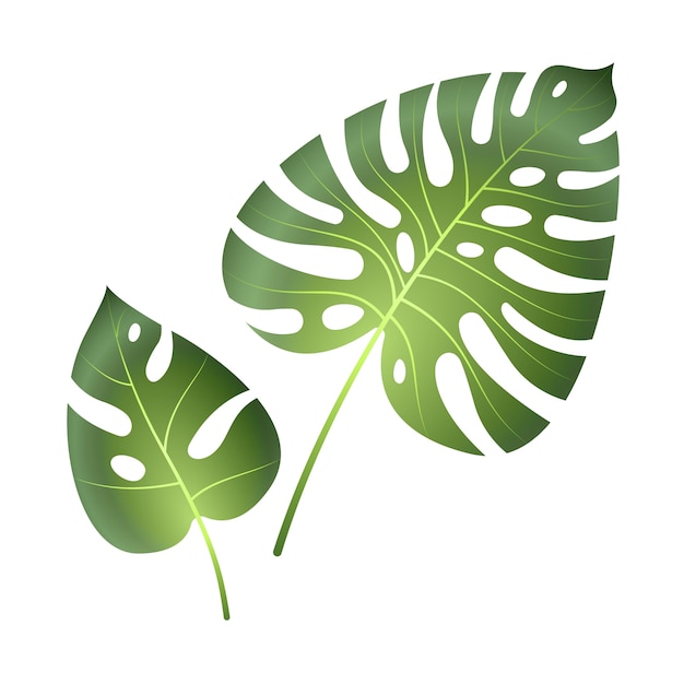 Monstera tropische Blätter. Dschungelpalmenpflanzen exotisches schönes großes grünes Blatt isoliertes Gemälde