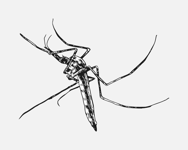 Mosquito-Zeichnung Isoliert auf weißem Hintergrund Verschiedene Aktionspose Monochrom-Vektor handgezeichnet