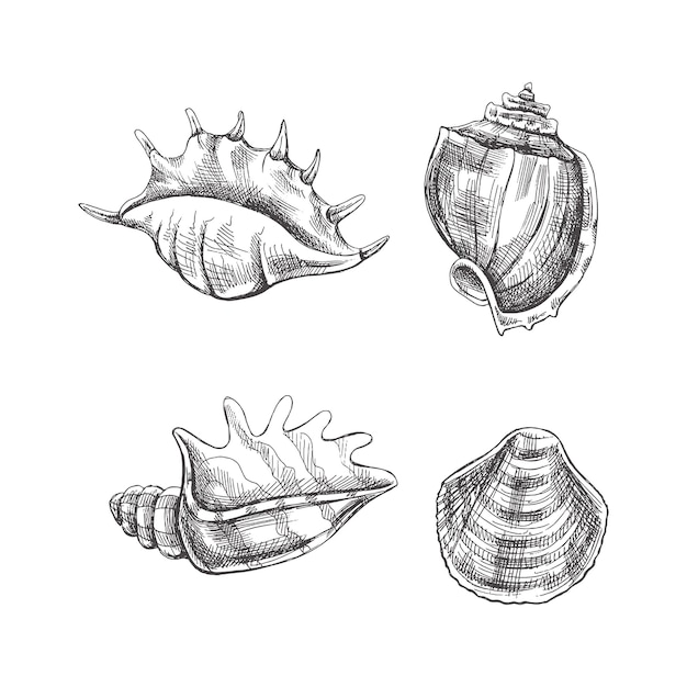 Vektor muscheln ammoniten-vektorset handgezeichnete skizzenillustration sammlung realistischer skizzen verschiedener weichtier-meeresmuscheln in verschiedenen formen isoliert auf weißem hintergrund