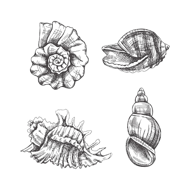 Muscheln-ammoniten-vektorset. handgezeichnete skizzenillustration. sammlung realistischer skizzen verschiedener weichtiere, meeresmuscheln in verschiedenen formen, isoliert auf weißem hintergrund