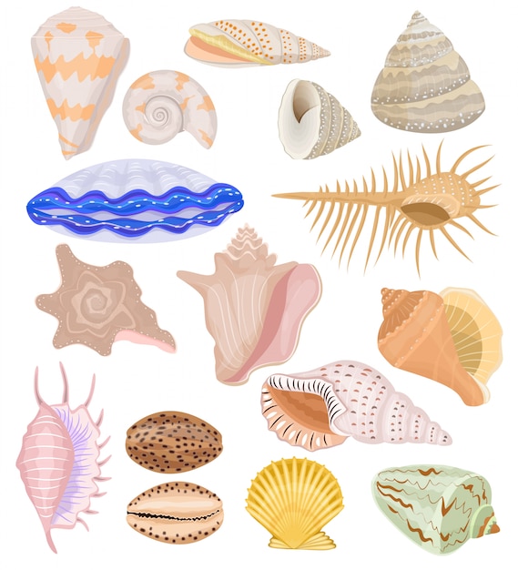 Vektor muscheln marine muschel und ozean herzmuschel-muschel-unterwasser-illustrationssatz von schalentieren und muschelschale oder muschelschale lokalisiert auf weißem hintergrund