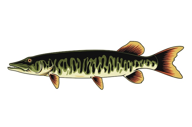 Vektor muskellunge fisch abbildung