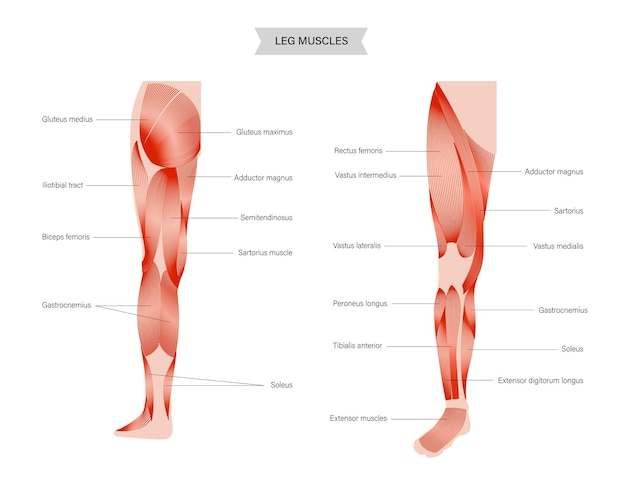 Vektor muskelsystem beine