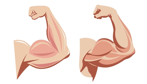 Muskulöse Armflexion