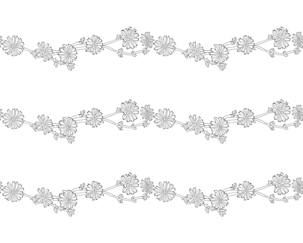 Nahtloses horizontales vektormuster botanische elemente von zichorienblüten lateinischer name cichorium