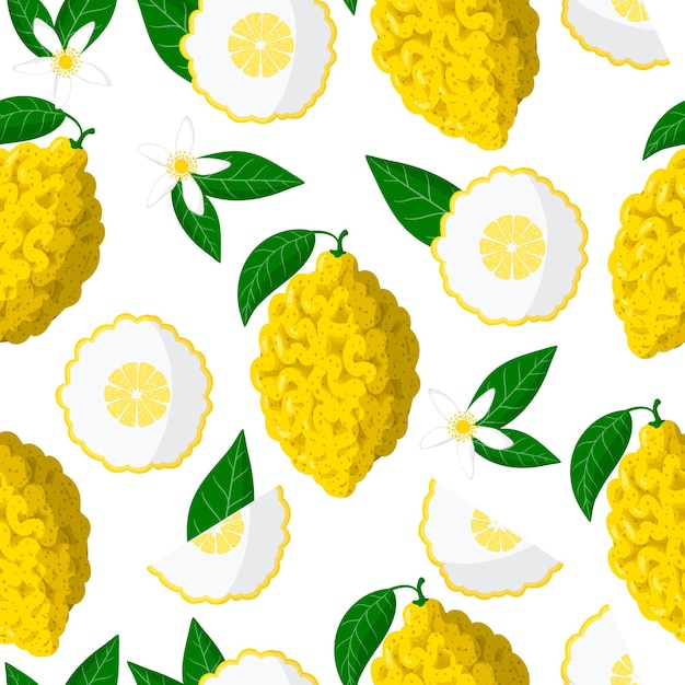 Nahtloses Muster der Vektorkarikatur mit exotischen Früchten, Blumen und Blättern von Citrus medica oder Citron auf weißem Hintergrund