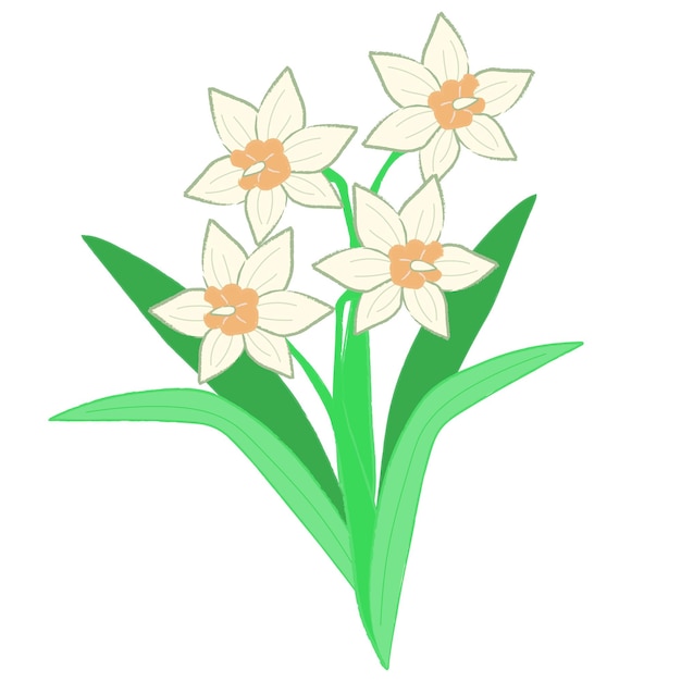 Narcissus tazetta subsp chinensis blume mit hand gezeichnet