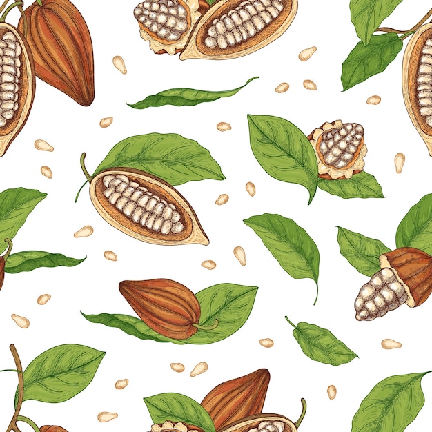 Natürliches nahtloses Muster mit Hülsen oder Früchten des Kakaobaums, der Bohnen oder der Samen und der Blätter Hand gezeichnet auf weißem Hintergrund.