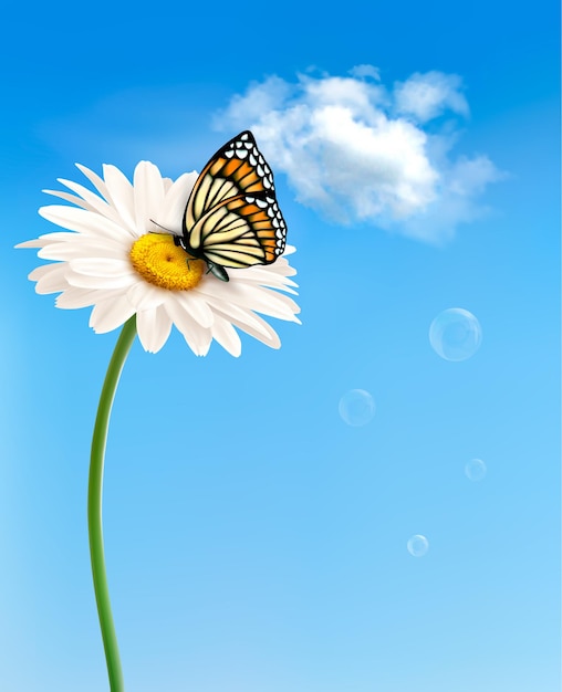 Naturfrühlingsgänseblümchenblume mit Schmetterling.