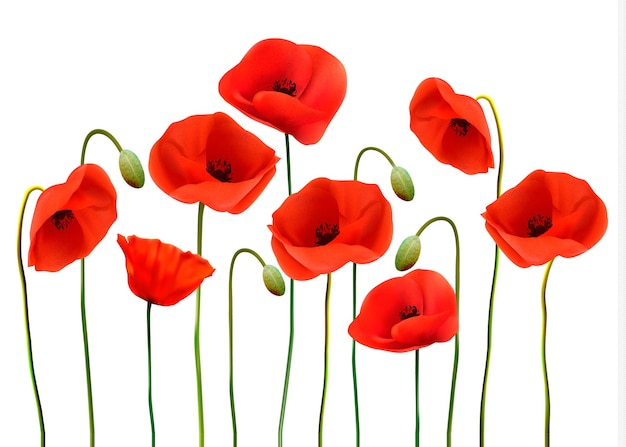 Naturhintergrund mit roten Schönheitsmohnblumen. Vektor.