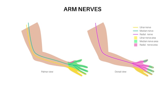 Vektor nerven der hand und des handgelenks ulnar median und radian nerven schema