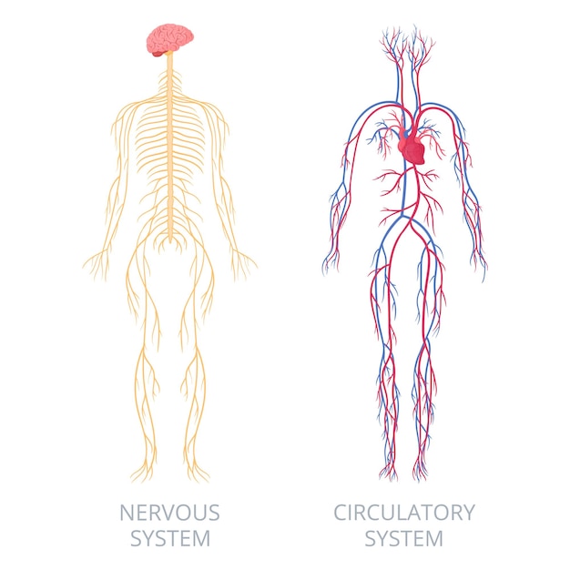 Nerven- und kreislaufsysteme anatomie des menschlichen körpers nerven- und herz-kreislauf-systeme anatomisches bildungsschema flache vektor-infografik-illustration