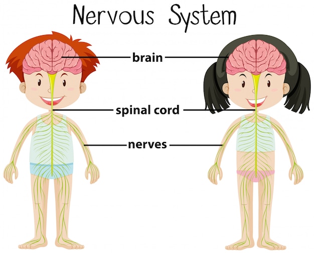 Vektor nervensystem von jungen und mädchen