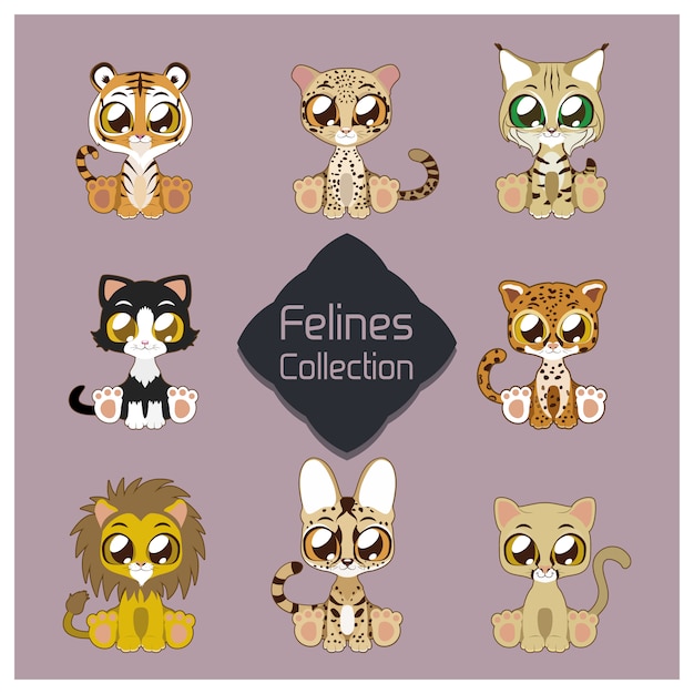 Nette felines colecction