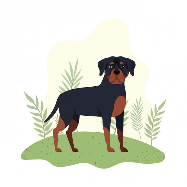 Netter rottweiler Hund auf Weiß